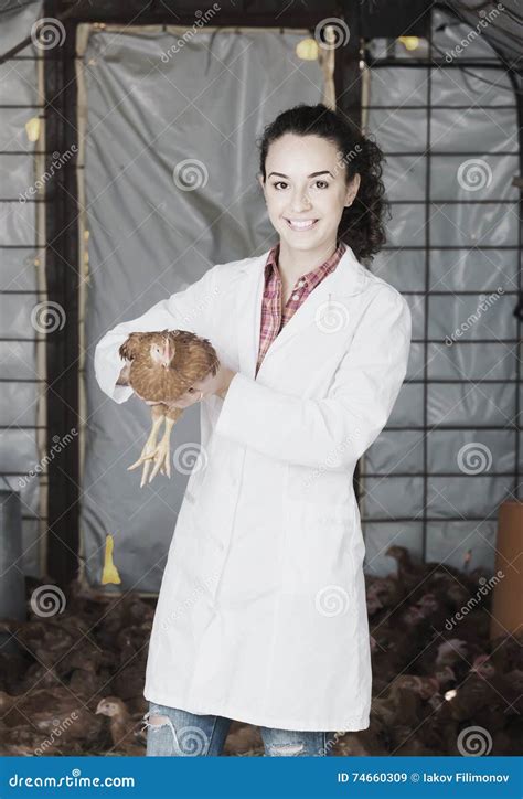 Female Veterinarian In White Coat Holding Brown Chicken In Hands Stock