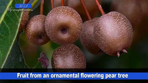 How to grow and take care of ornamental pear trees - mysumptuousness.com