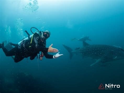 Fun Dive In Koh Tao Nitro Dive