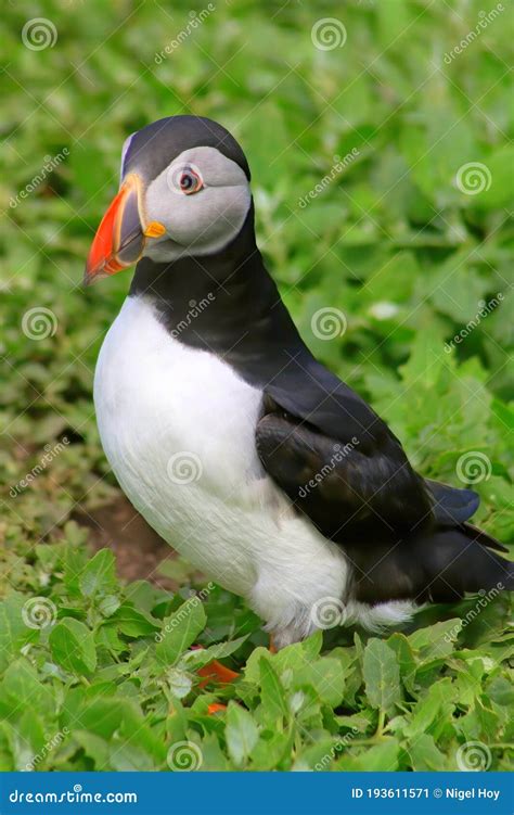 Atlantic Puffin in Breeding Plumage Stock Image - Image of islands ...