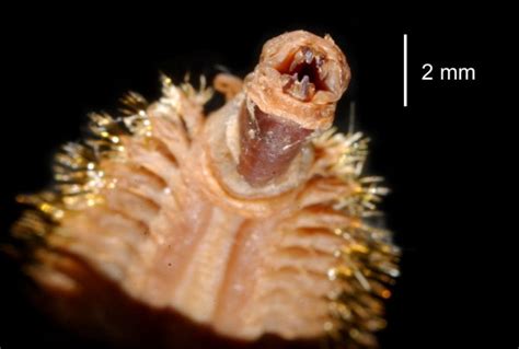 Today I learned about the Antarctic Scale Worm | ResetEra