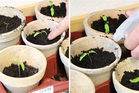 Tomaten Pikieren Wann Und Wie Anleitung In Schritten Tomaten De