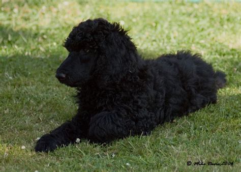 Black Standard Poodle Puppies Minehead Somerset Pets4homes