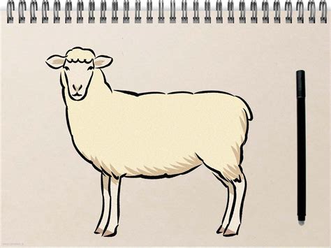 How To Draw A Sheep Regretless