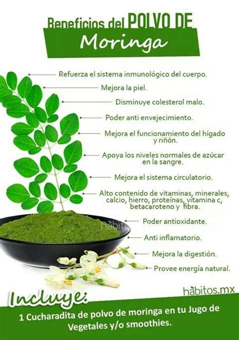 Beneficios De La Moringa Artofit