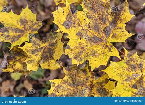 Dry Yellow Maple Tree Leaves, Closeup View Stock Image - Image of ...