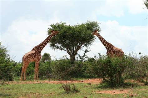 10 Things You Didn't Know About African Acacia Trees | AFKTravel