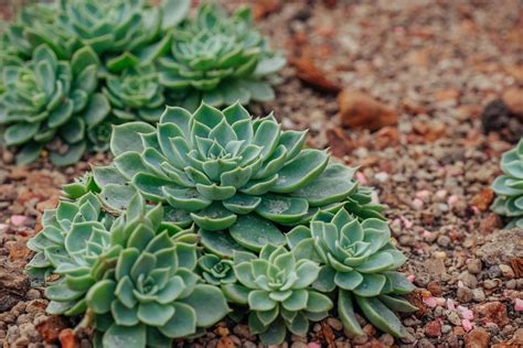 Types Of Succulent Ground Covers