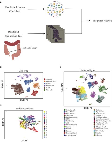 Spatial And Single Cell Transcriptomics Decipher The Cellular