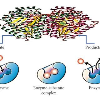 In Vivo And In Vitro Anticancer Activities Of M Sylvestris Against