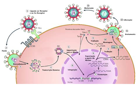 Ciclo Replicativo Do Hiv 1 Download Scientific Diagram