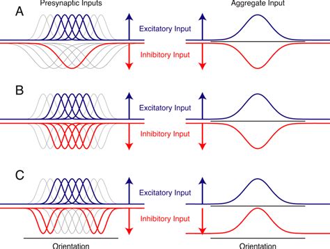 Patterns Of Excitatory And Inhibitory Convergence Underlying Download Scientific Diagram