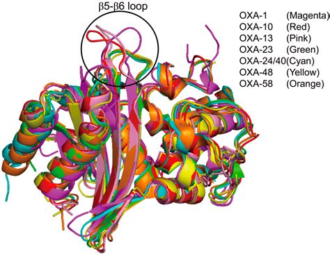 Ijms Free Full Text Structural Basis For Carbapenem Hydrolyzing