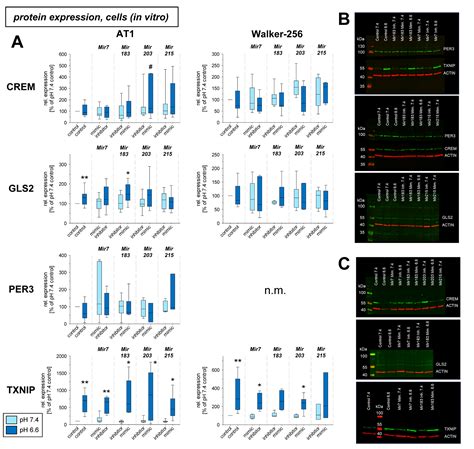 Ijms Free Full Text The Role Of Micrornas In Gene Expression And Signaling Response Of Tumor