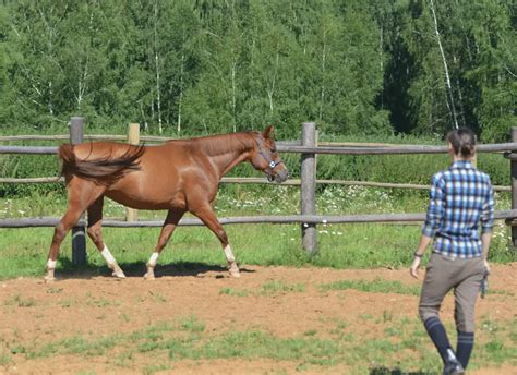 What is a Horse Whisperer? (& What Does a Horse Psychologist Do?) – Equestrian Boots and Bridles