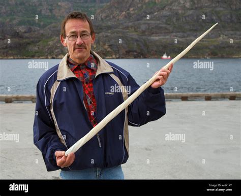 Narwhale narwhal tusk hi-res stock photography and images - Alamy