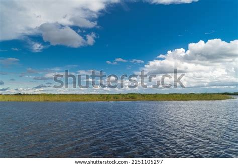 Mangrove Biome Often Called Mangrove Forest Stock Photo 2251105297 ...