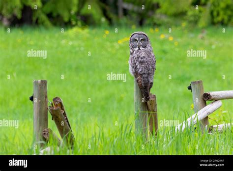 The Great Grey Olw is one of the most iconic owls of Europe and North ...