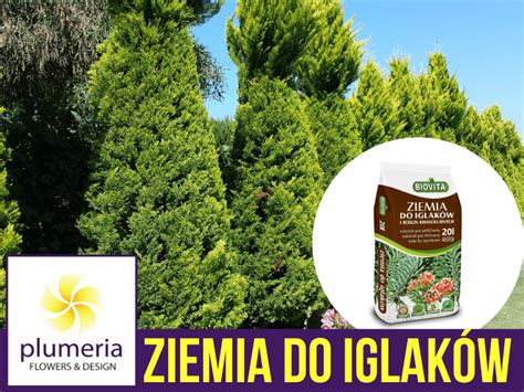 Ziemia Do Iglak W Azalii Rododendron W Hortensji Bor Wki Cena Z