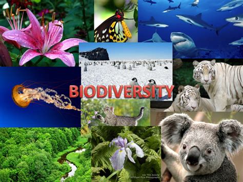 Biodiversity Teaching Resources