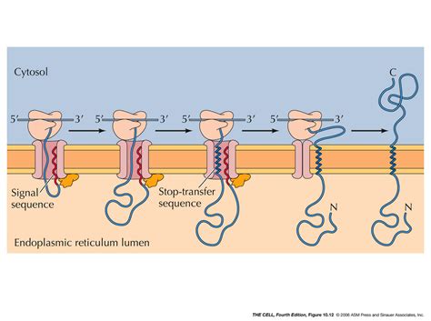 Er Golgi Lysosomes