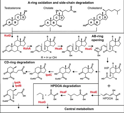 Aerobic Seco Degradation Pathways For Cholesterol Cholate And