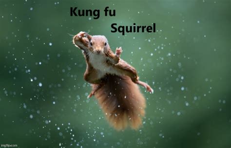 Kung Fu Squirrel Imgflip