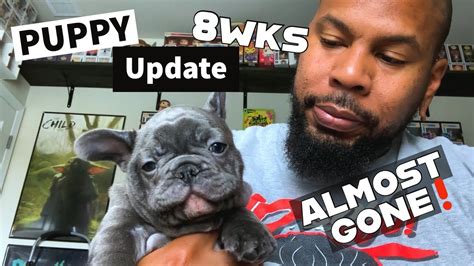 French Bulldog Puppies 8 Week Update Youtube