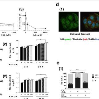 Anti Oxidative Effects Of Nac A Cell Viability Graphs Following Nac