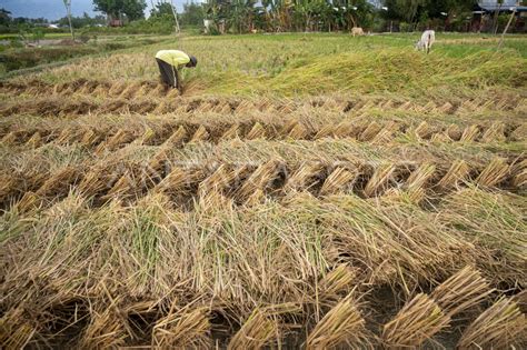 panen padi lebih cepat antara foto