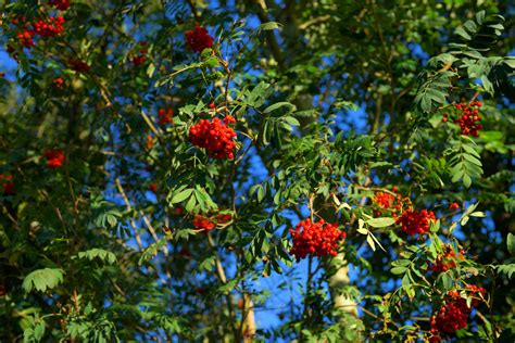 Free Images Nature Branch Berry Leaf Flower Bush Food Jungle