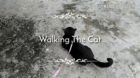 Cat Trained To Walk On A Leash Youtube