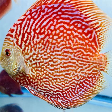 Red Turquoise Snakeskin Discus