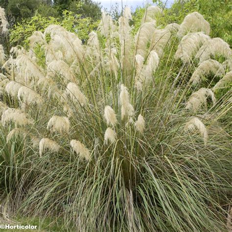 Herbe de la Pampa Cortaderia selloana Pumila Variété compacte