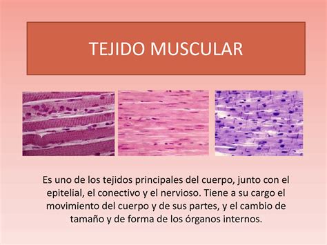 Solution Tejido Muscular Studypool