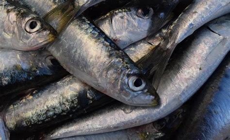 Profeco Identifica Las Mejores Marcas De Sardinas