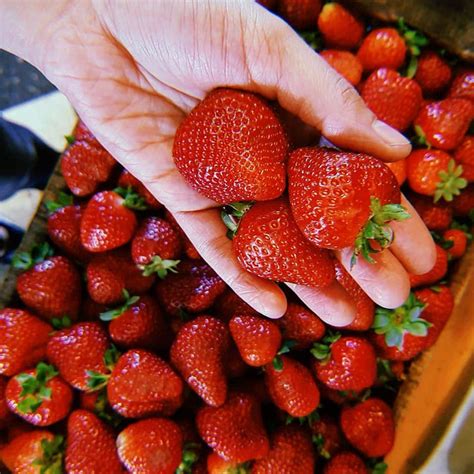 Frutas y Verduras orgánicas o agroecológicas de estación