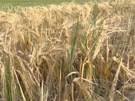 Naked Barley Plant Breeding Mov YouTube