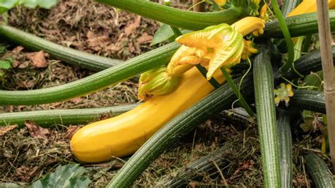 Quel L Gume Ne Pas Planter C T Des Courgettes