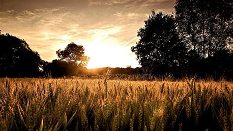 Sunlight Sunset Nature Grass Sky Field Branch Sunrise Evening