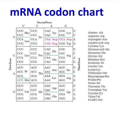 Using The Mrna Codon Chart