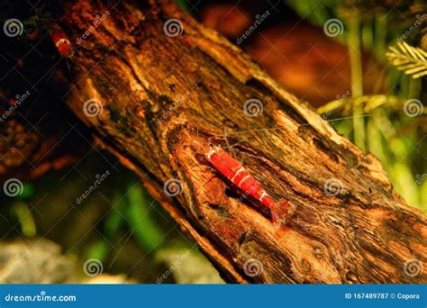 Red Crystal Shrimp Caridina Cantonensis In Freshwatera Aquarium Stock