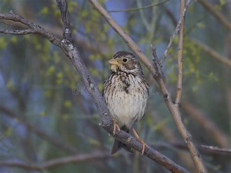 Corn Bunting Emberiza Calandra Stock Photo Image Of Passerine