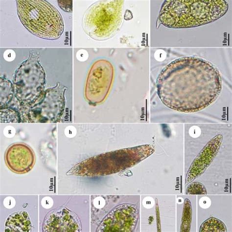 (PDF) FRESHWATER ALGAE