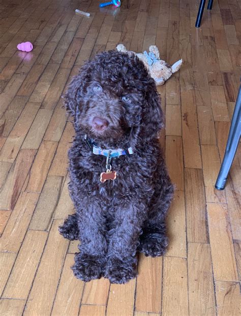 This is my diva Rosie, your straight hair labradoodle. : r/labradoodles