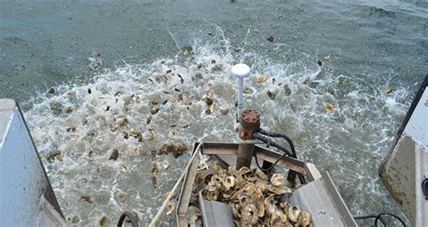 Chesapeake Bay Oysters In Water