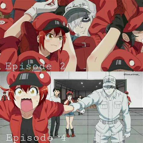 Pin By Pamela Lara On Hataraku Saibou Blood Cells Art Good Anime To