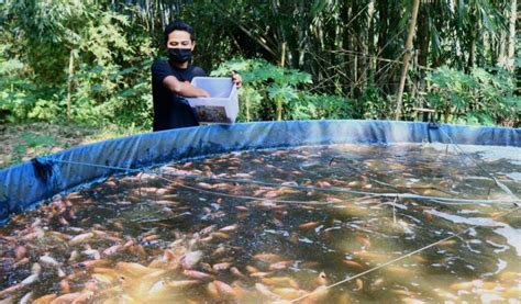 Cara Budidaya Ikan Nila Menggunakan Sistem Bioflok Secara Lengkap