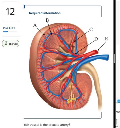 Solved רich vessel is the arcuate artery? | Chegg.com