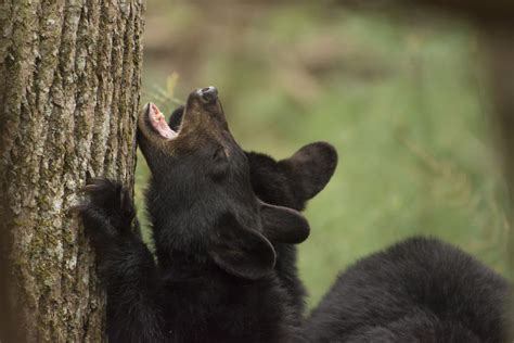 Bear Cub Yawning Smithsonian Photo Contest Smithsonian Magazine